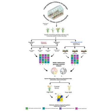 Identification of superior rice donors with enhanced nitrogen use efficiency using a comprehensive multivariate genotype selection strategy